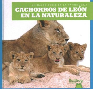 Cachorros de leon en la naturaleza   Lion Cubs in the Wild For Sale